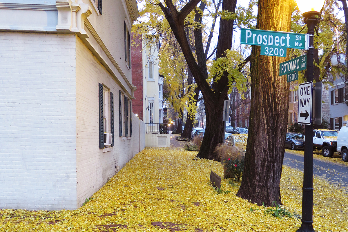 Photo of autumnal leaves on a street in Georgetown of Washington DC during early December.